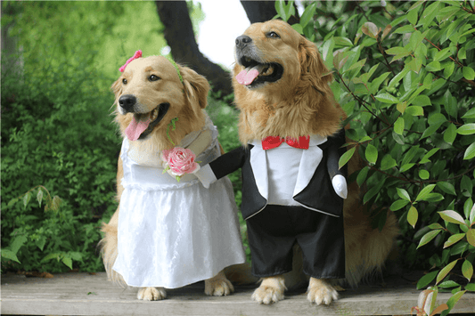 Comfortable Dog Suit | Dogs in Suits | Dog body Suit