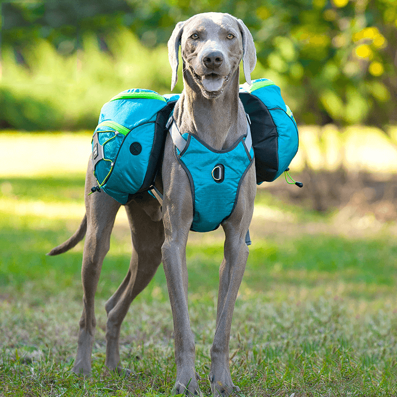 Pet Self Backpack | Dog Self Backpack