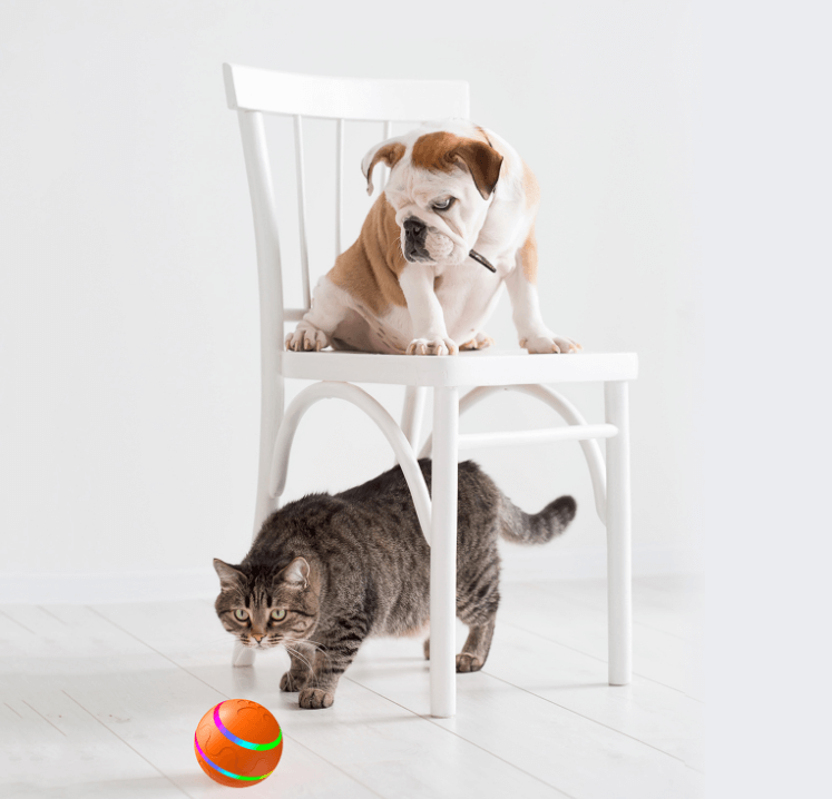   Remote Control Ball For Cats | Interactive Wicked Pet Toy Ball USB