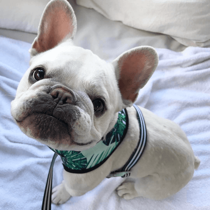 Extra Small Dog Harness | Cute Small Dog Harness 