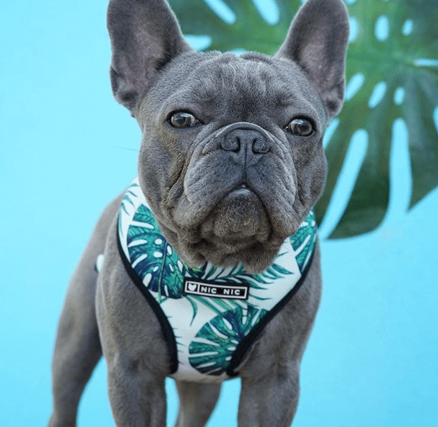 Extra Small Dog Harness | Cute Small Dog Harness 